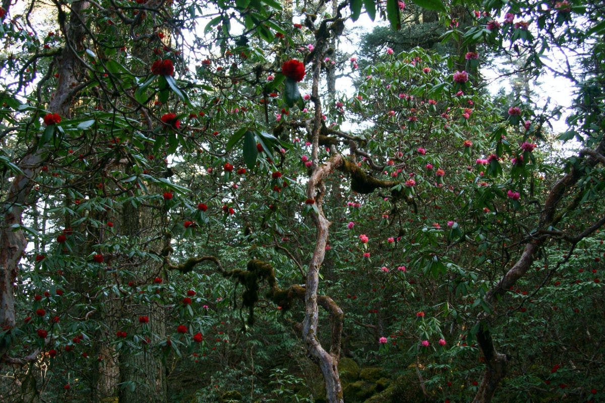 Eastern Himalayan Subalpine Conifer Forests One Earth